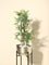 Westside Home Green Bamboo Plant - Medium