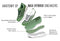 Max Hybrid Sneakers : Green